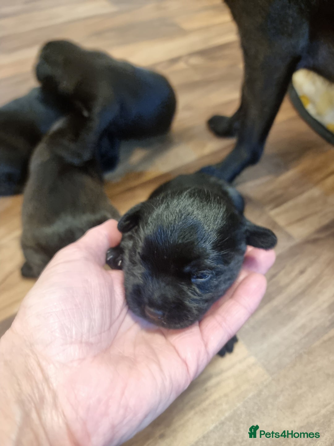 Patterdale Terrier dogs for sale: Patterdale puppies. - Advert 8