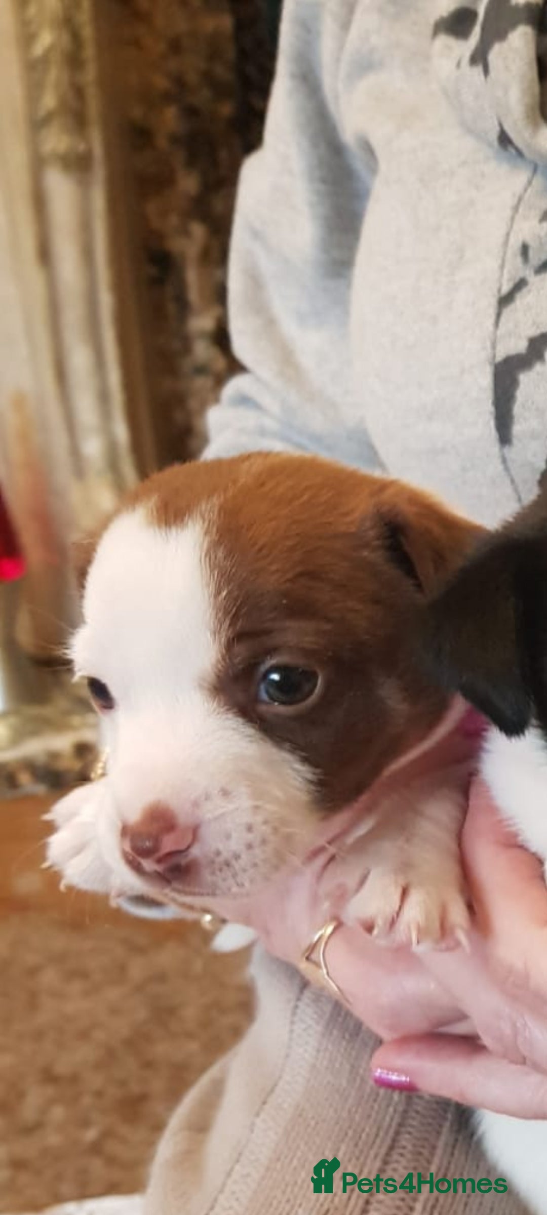 Jack Russell dogs for sale: Truly Superb  Russels - Advert 10