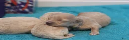 Maltipoo dogs for sale: 4 Apriciot F1 Maltipoo Puppies - Advert 8