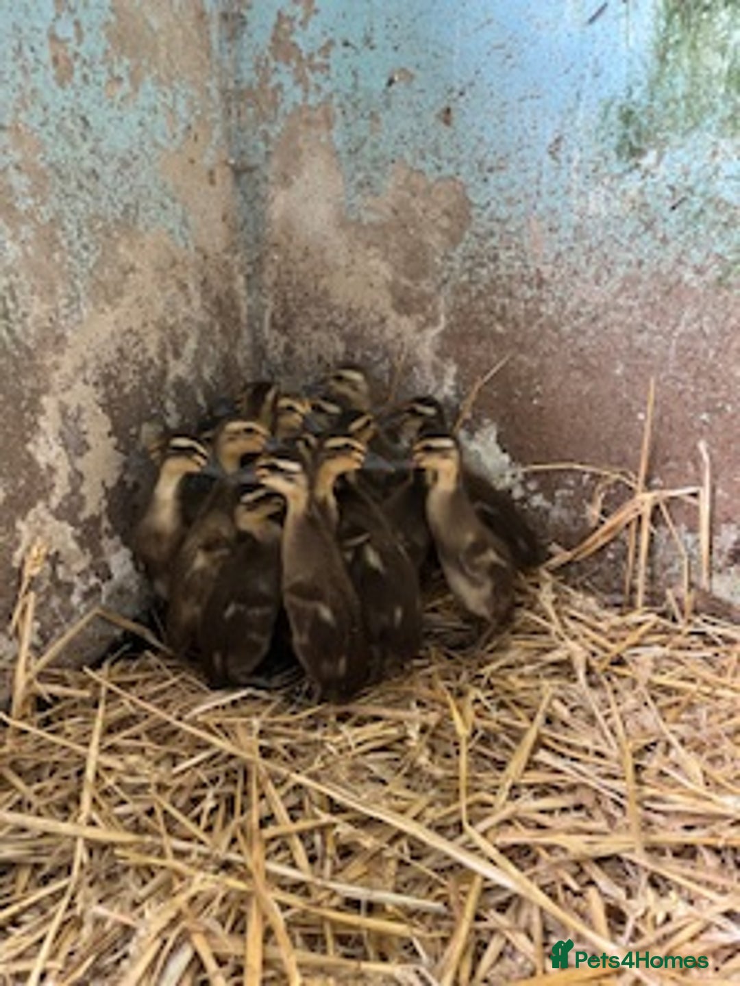 Ducks poultry for sale: Runner ducklings - Northumberland  in Hexham - Image 1