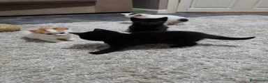 Mixed Breed Kitten 8