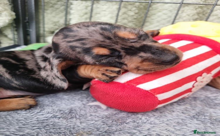 Dachshund dogs - Advert 3