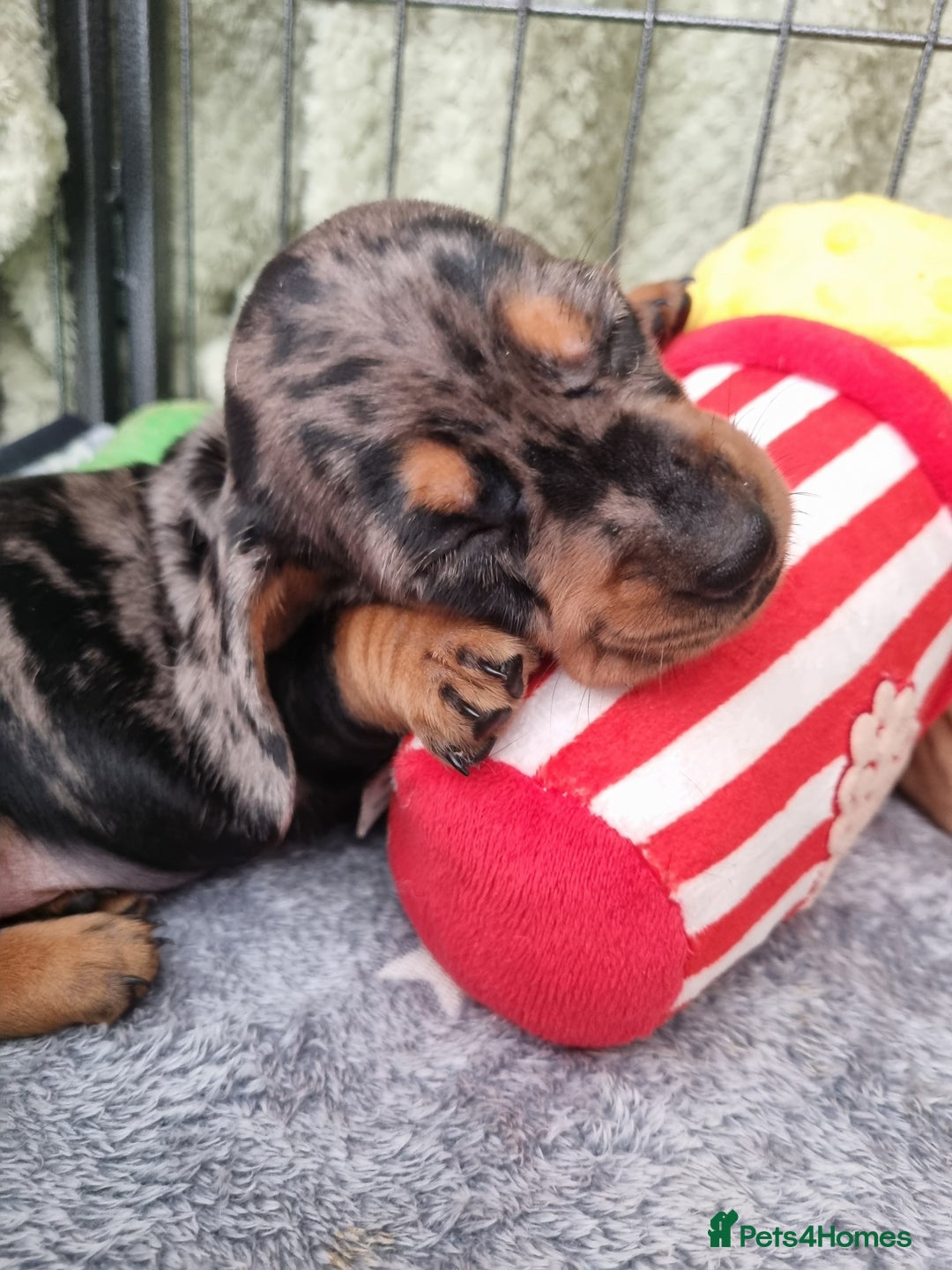 Dachshund dogs for sale: Miniature Dachshund  - Image 1