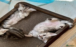 British Shorthair cats for sale: Gorgeous British Shorthair Babies.  - Image 11