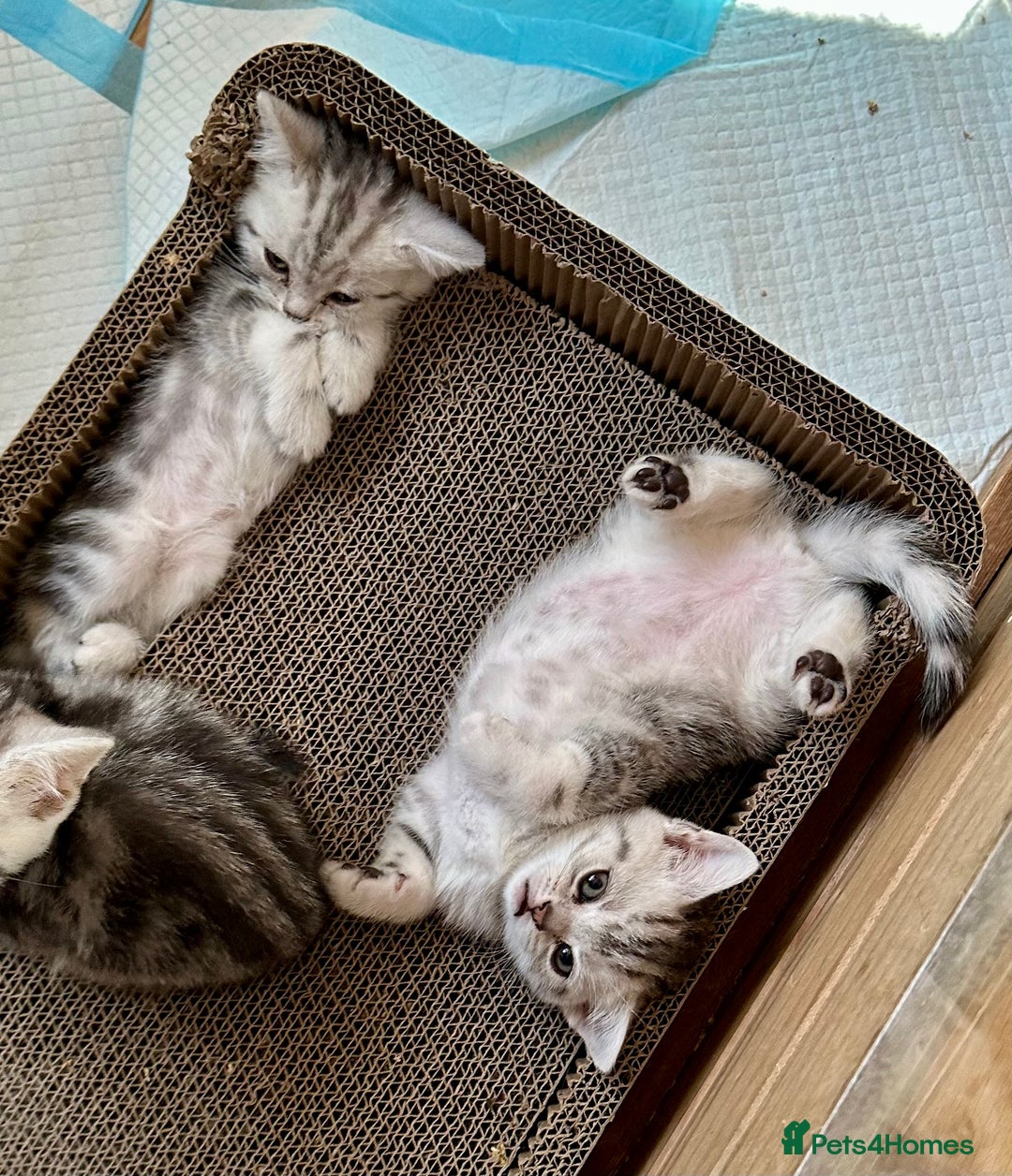 British Shorthair cats for sale: Gorgeous British Shorthair Babies.  - Image 11