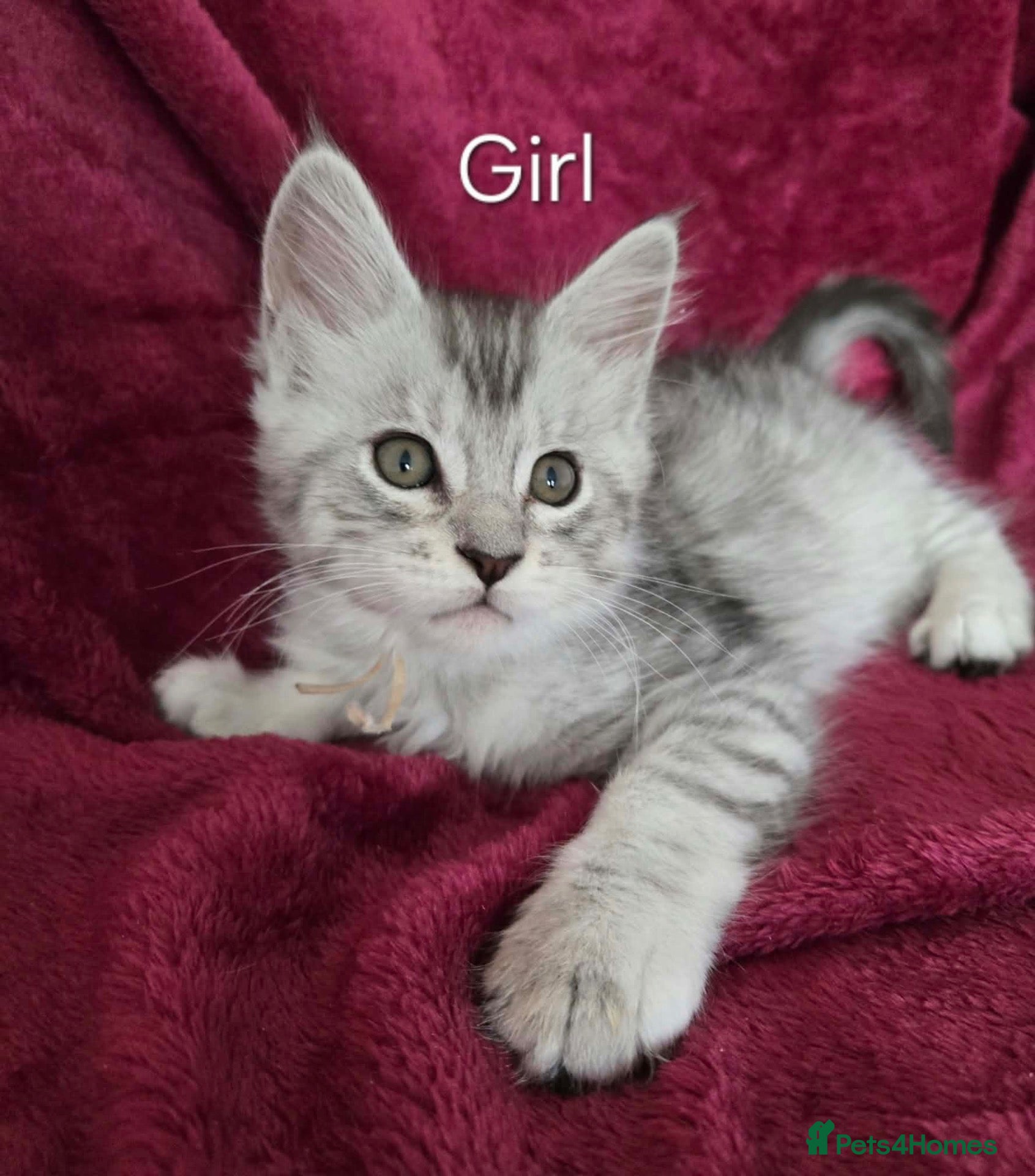 Maine Coon cats 5 Gorgeous Maine Coon kittens. - Advert 2