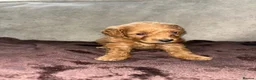 Cockapoo dogs for sale: Beautiful cockapoo puppies  in Montrose - Advert 9
