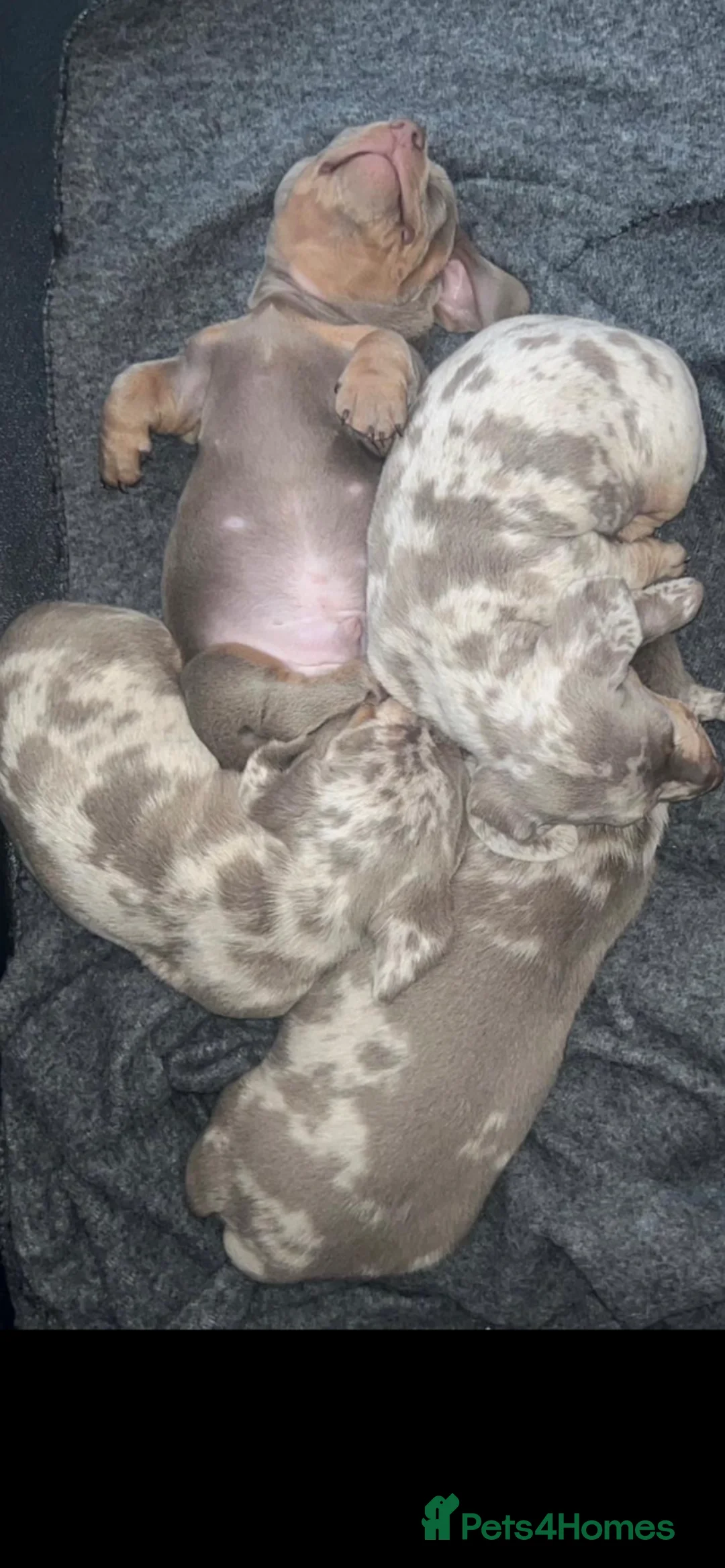 Dachshund dogs for stud: Miniature dachshund for stud  in Newport - Advert 8