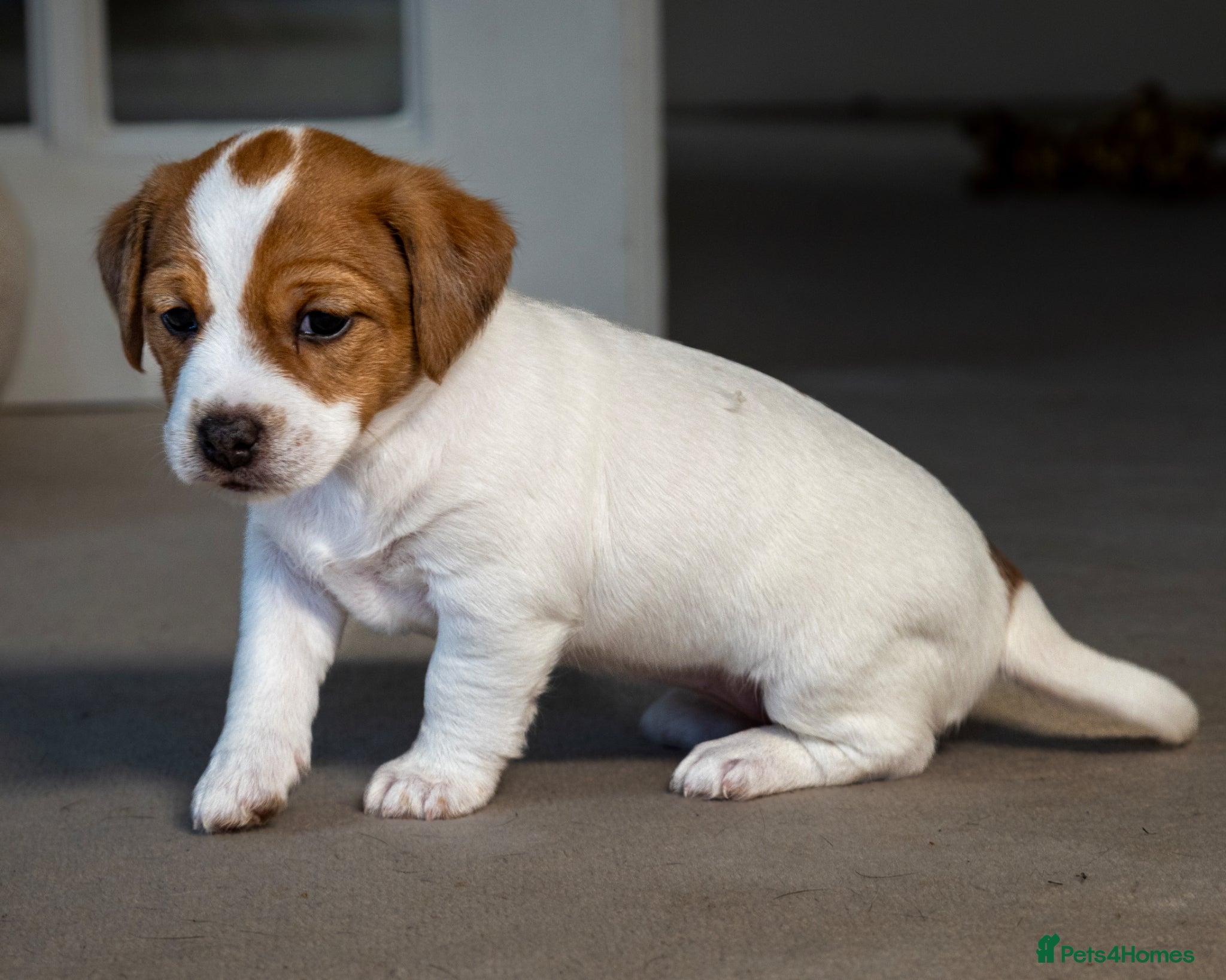 Jack Russell dogs for sale: Gorgeous Jack Russell  Puppies  - Advert 1