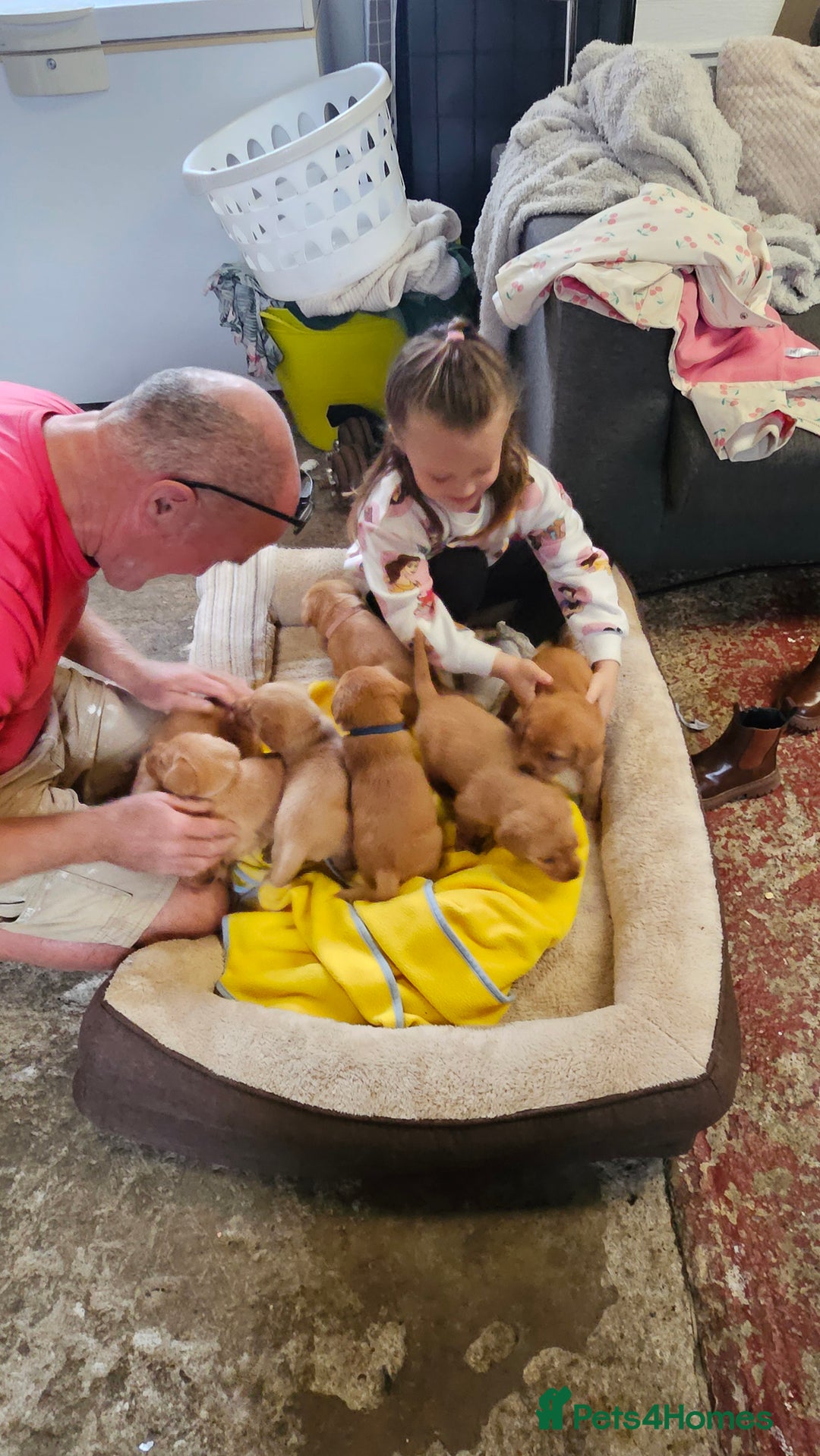 Labrador Retriever dogs for sale: Stunning fox red labrador puppies for sale - Image 5