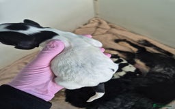 Cocker Spaniel dogs for sale: 6 beautiful Cocker puppies 🐶  - Image 11