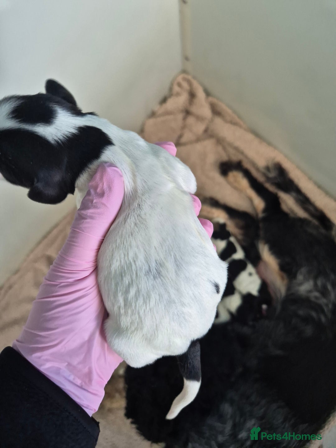 Cocker Spaniel dogs for sale: 6 beautiful Cocker puppies 🐶  - Image 11