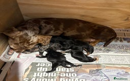 Mixed Breed dogs for sale: dixie pop puppies for sale - Image 2