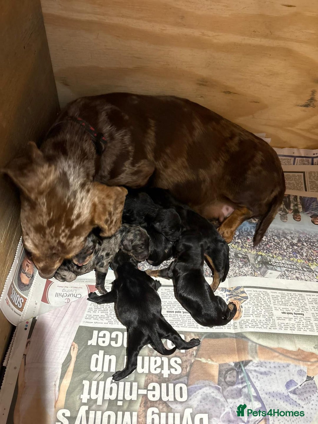 Mixed Breed dogs for sale: dixie pop puppies for sale - Image 2
