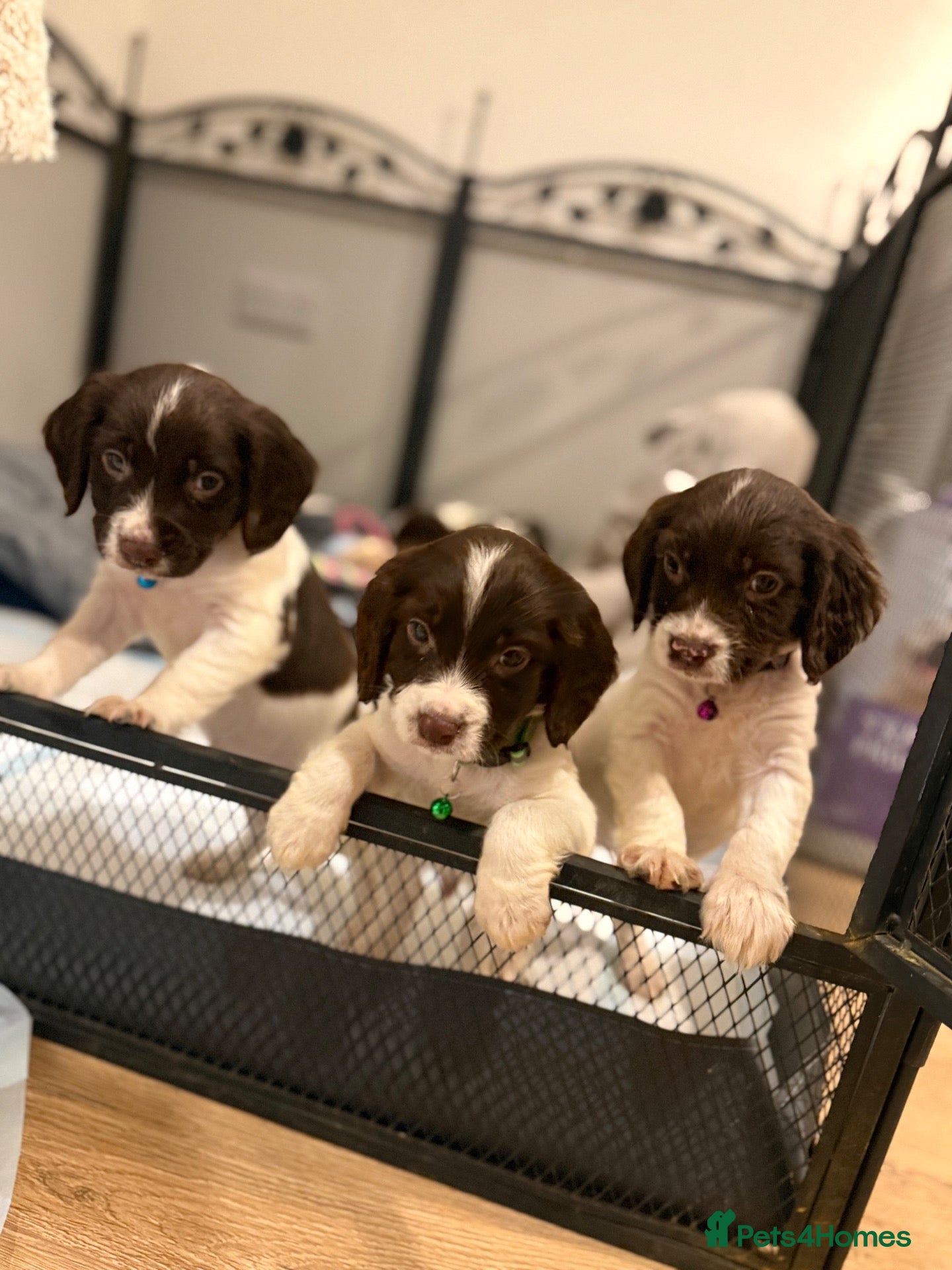 Cocker Spaniel dogs Cocker spaniel puppies ready for forever home - Advert 1