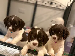 Cocker Spaniel dogs Cocker spaniel puppies ready for forever home - Advert 10