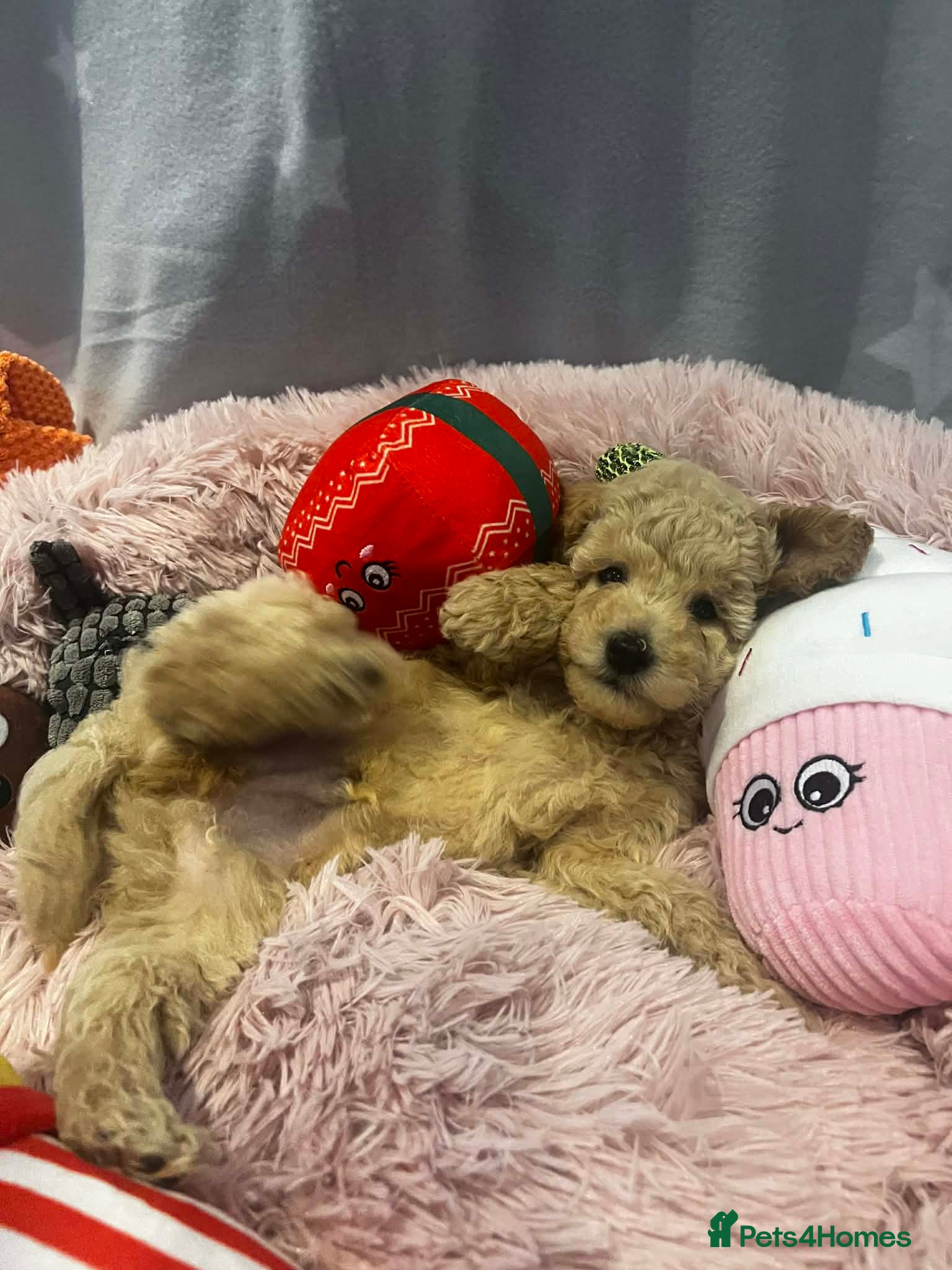 Maltipoo dogs Beautiful Maltipoo Puppy Available  Ready to Leave - Advert 5