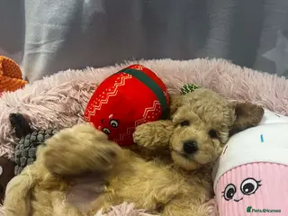 Maltipoo dogs Beautiful Maltipoo Puppy Available Ready to Leave - Advert 5