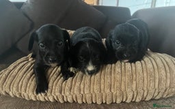 Mixed Breed dogs for sale: Pups for sale  - Image 1