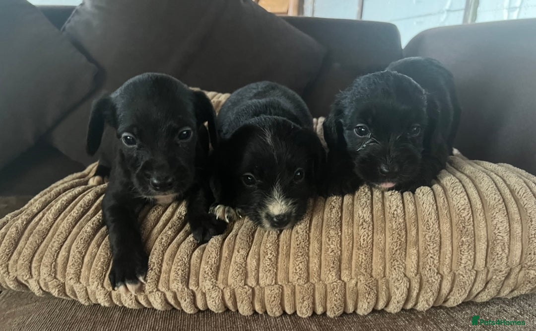 Mixed Breed dogs for sale: Pups for sale  - Image 1