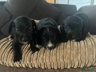 Mixed Breed dogs - Advert 15