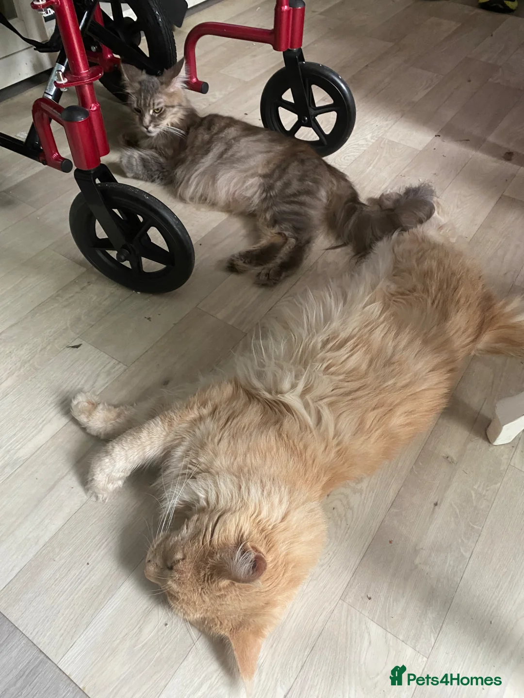 Maine Coon cats for sale: Maine Coon kittens  in Abingdon - Advert 2