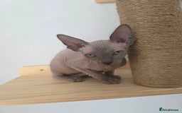 Sphynx cats for sale: 2 male sphynx cats - Image 3