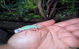 Gecko reptiles for sale: Lizards for rehome  - few to choose from  in Nottingham - Image 8