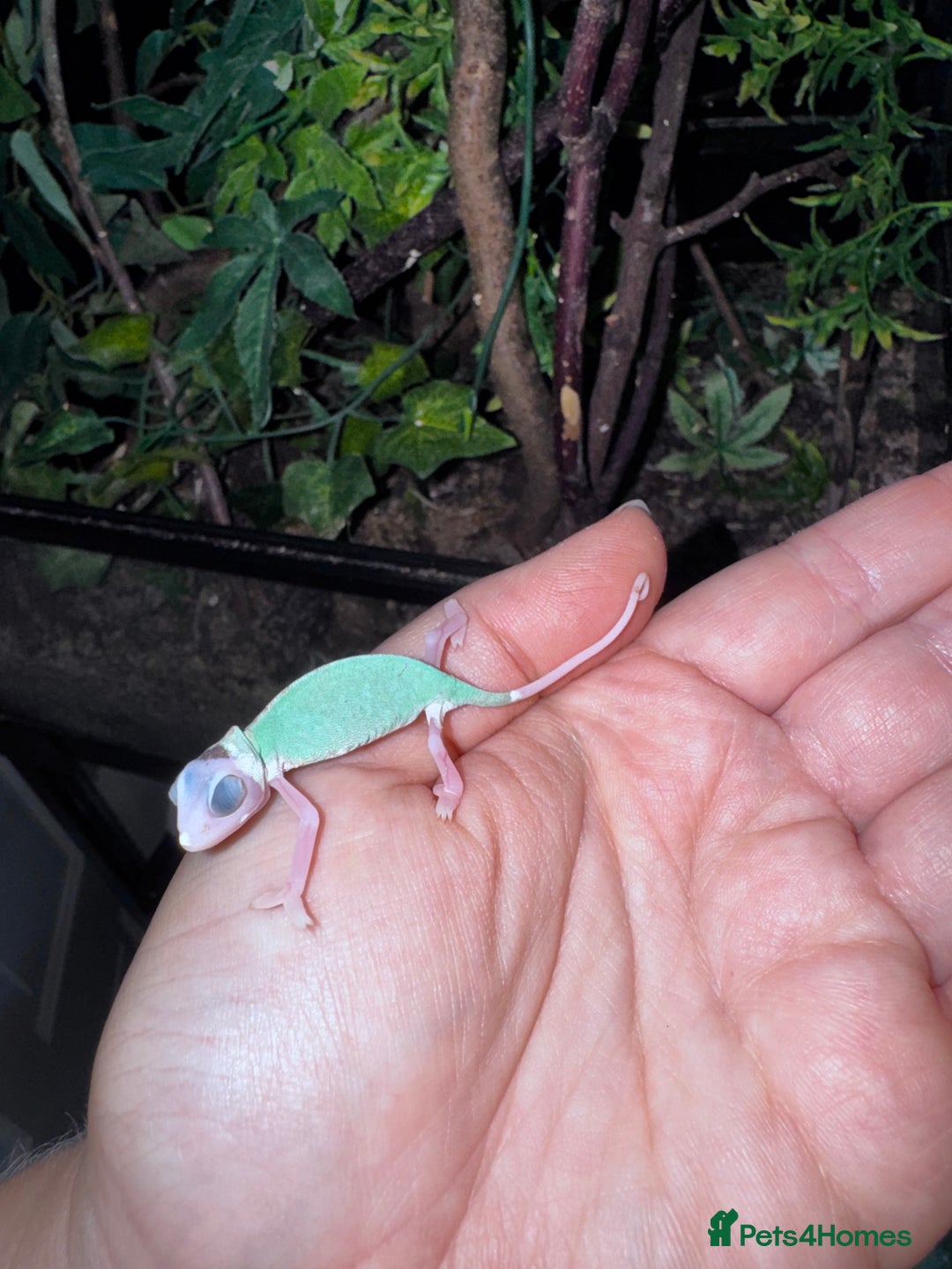 Gecko reptiles for sale: Lizards for rehome  - few to choose from  in Nottingham - Image 8