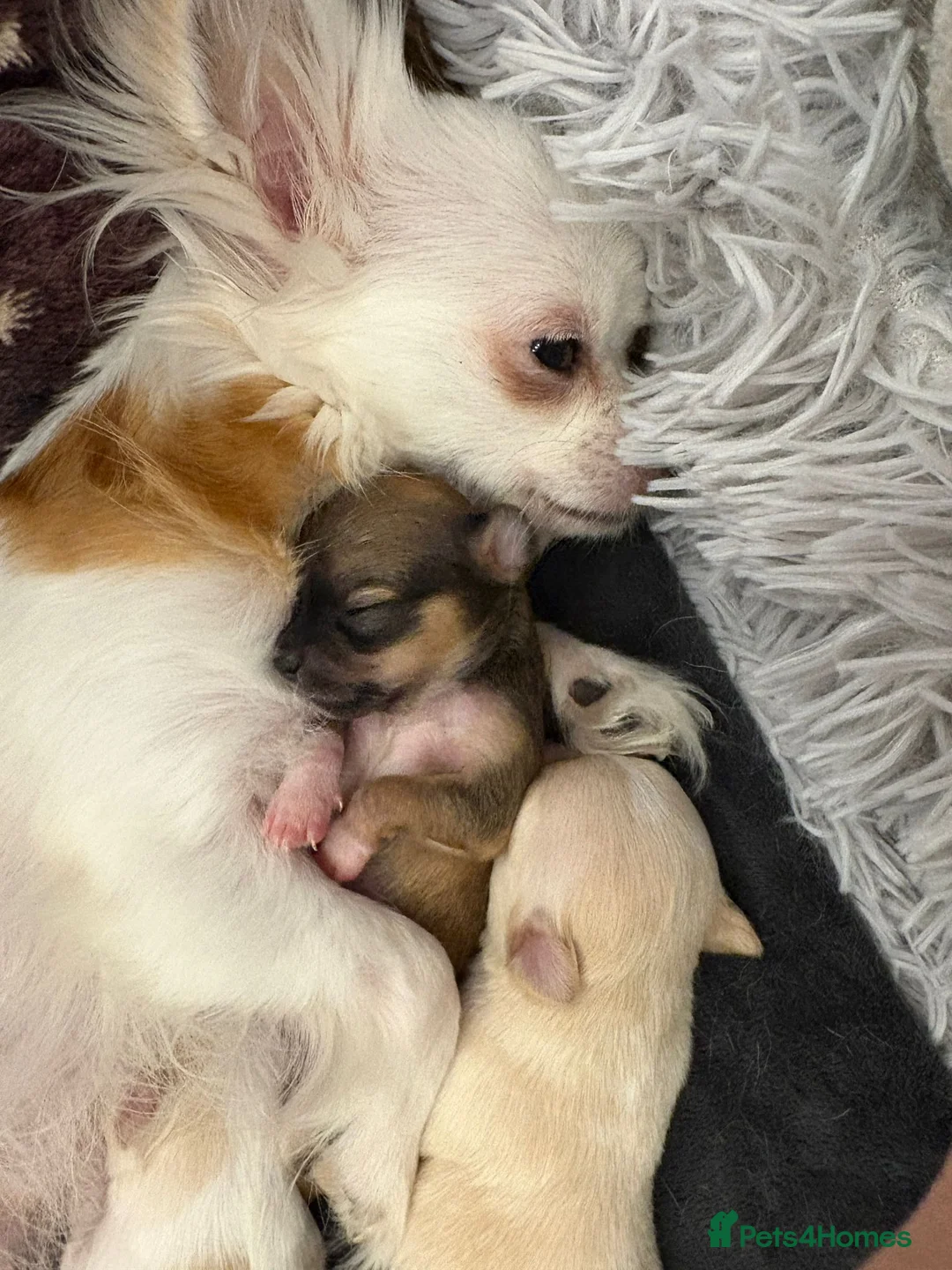 Chihuahua dogs for sale:  3 ABSOLUTELY GORGEOUS CHIHUAHUA PUPPIES FOR SALE - Advert 19