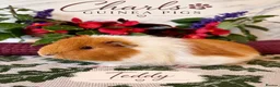 Guinea Pig rodents for sale: Our last 4 beautiful girls are Available 🐹💕 - Advert 3