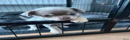Chihuahua dogs for sale: Beautiful Chihuahua Puppies  in Falmouth - Advert 6