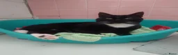 Mixed Breed cats for adoption: Asterix and friends, rescue cats for rehoming - Advert 5