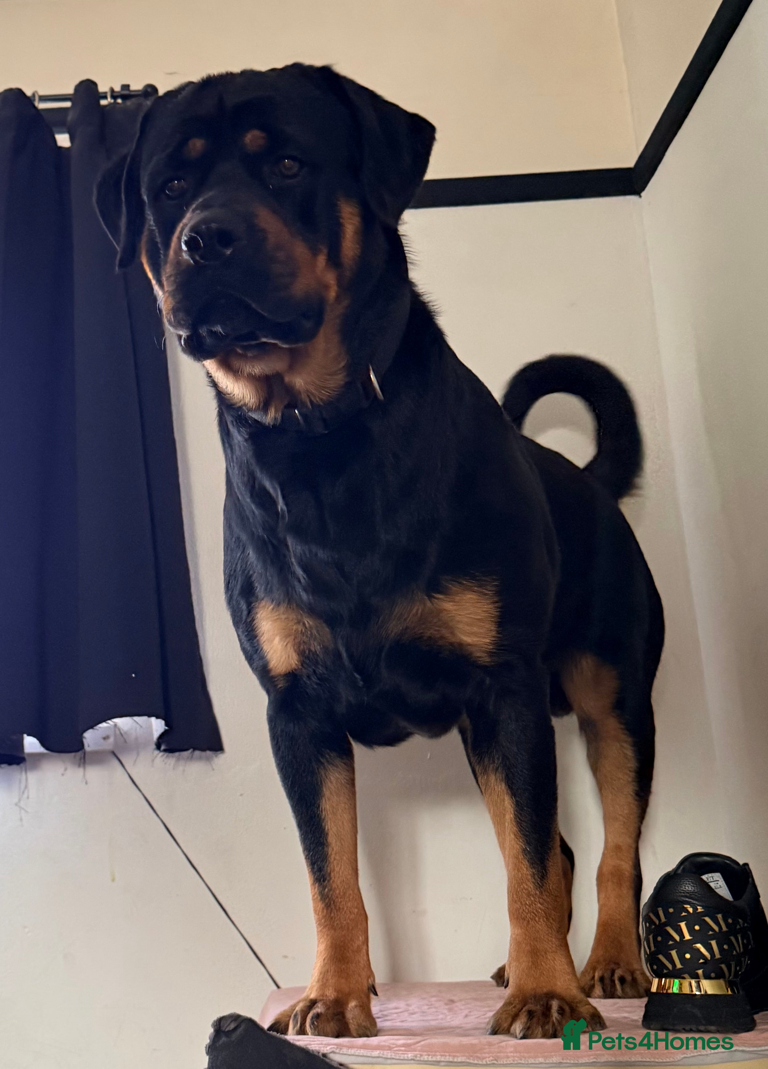 Rottweiler dogs Rottweiler for stud - Advert 1