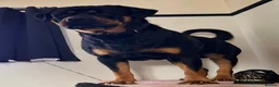 Rottweiler dogs for stud: Rottweiler for stud - Advert 1