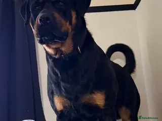 Rottweiler dogs Rottweiler for stud - Advert 1