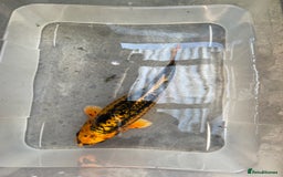 Koi Carp fish for sale: 💥QUALITY KOI CARP COLOURFUL NICE SELECTION💥 - Image 7