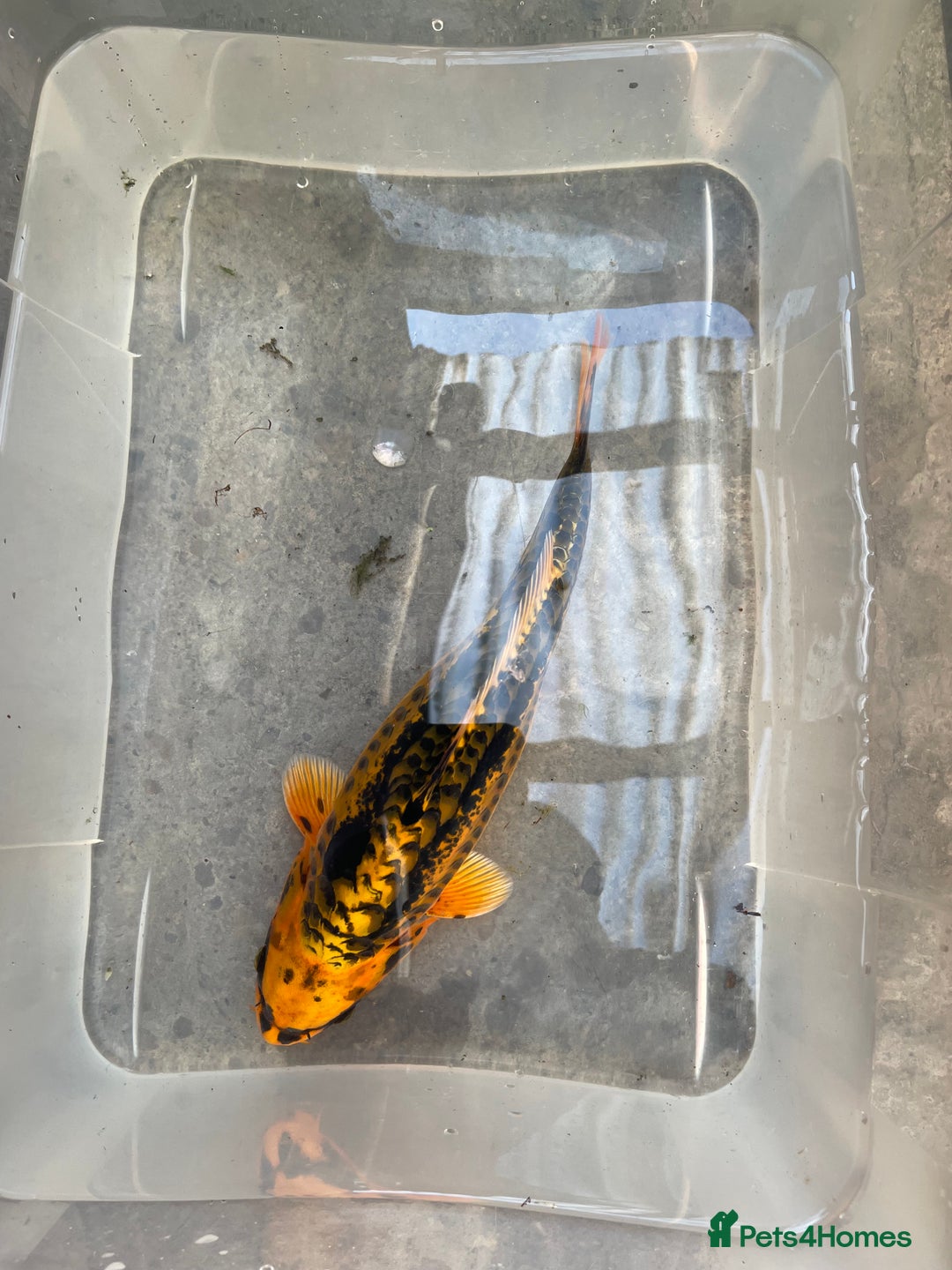 Koi Carp fish for sale: 💥QUALITY KOI CARP COLOURFUL NICE SELECTION💥 - Image 7