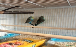 Budgerigars birds for sale: Male baby Budgies with cage - Image 4