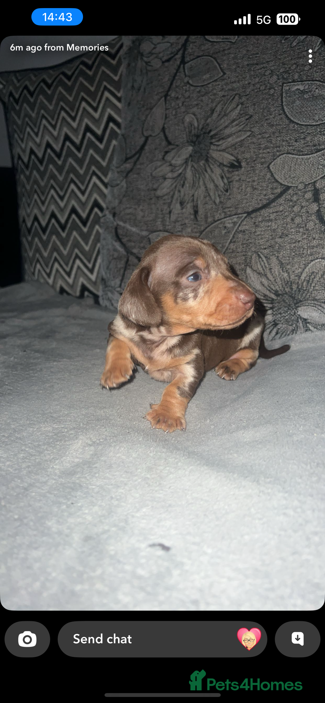 Miniature Dachshund dogs for sale: Mini dauchunds puppies - Advert 26