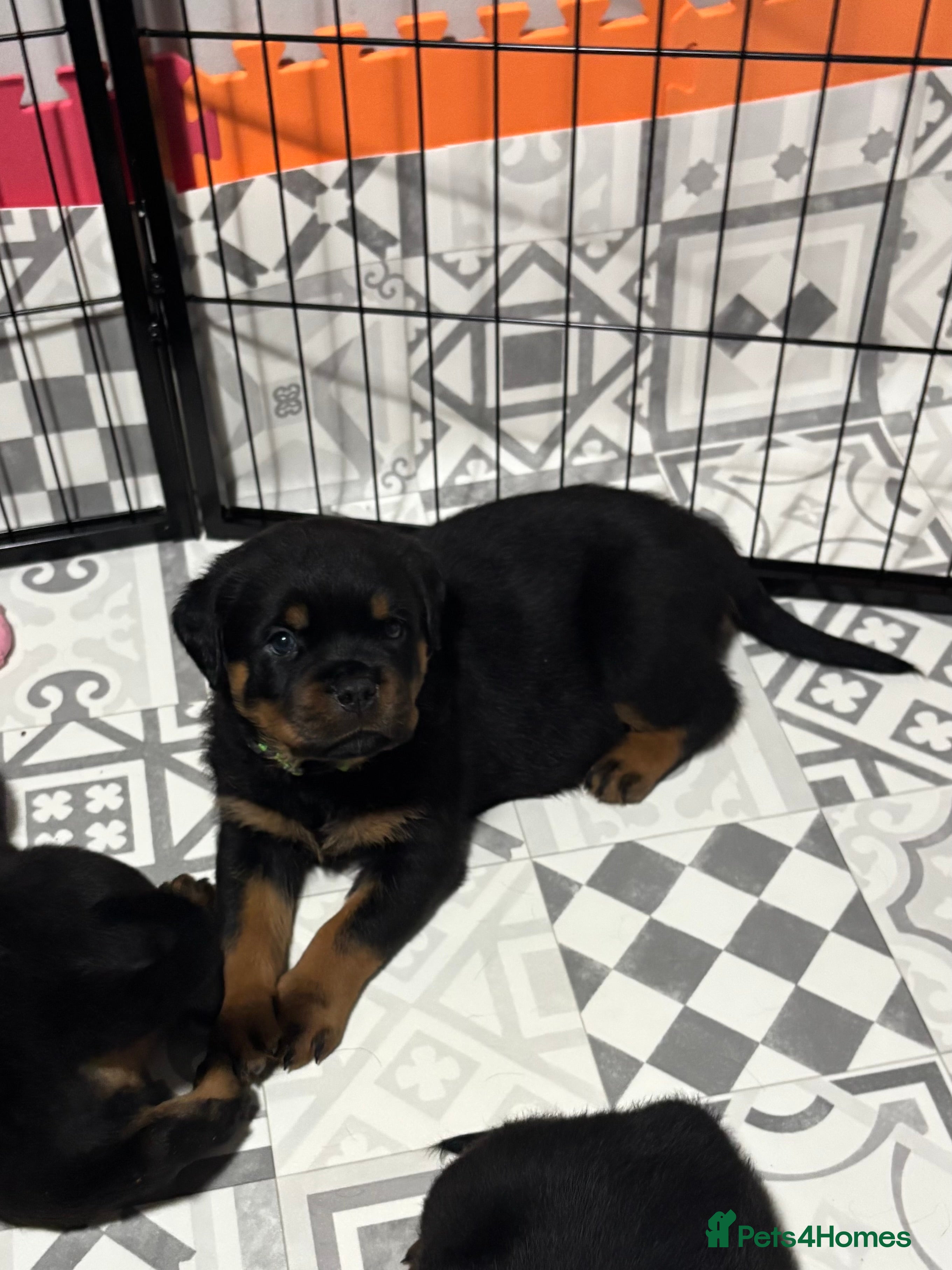 Rottweiler dogs Top Quality KC Health Tested Rottweiler Puppies  - Advert 2