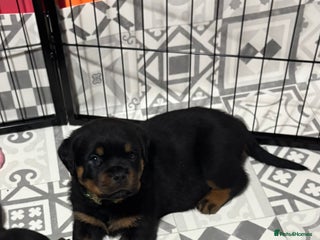 Rottweiler dogs Top Quality KC Health Tested Rottweiler Puppies - Advert 8