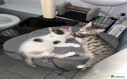 British Shorthair cats for sale: One female kitten for sale - Advert 5