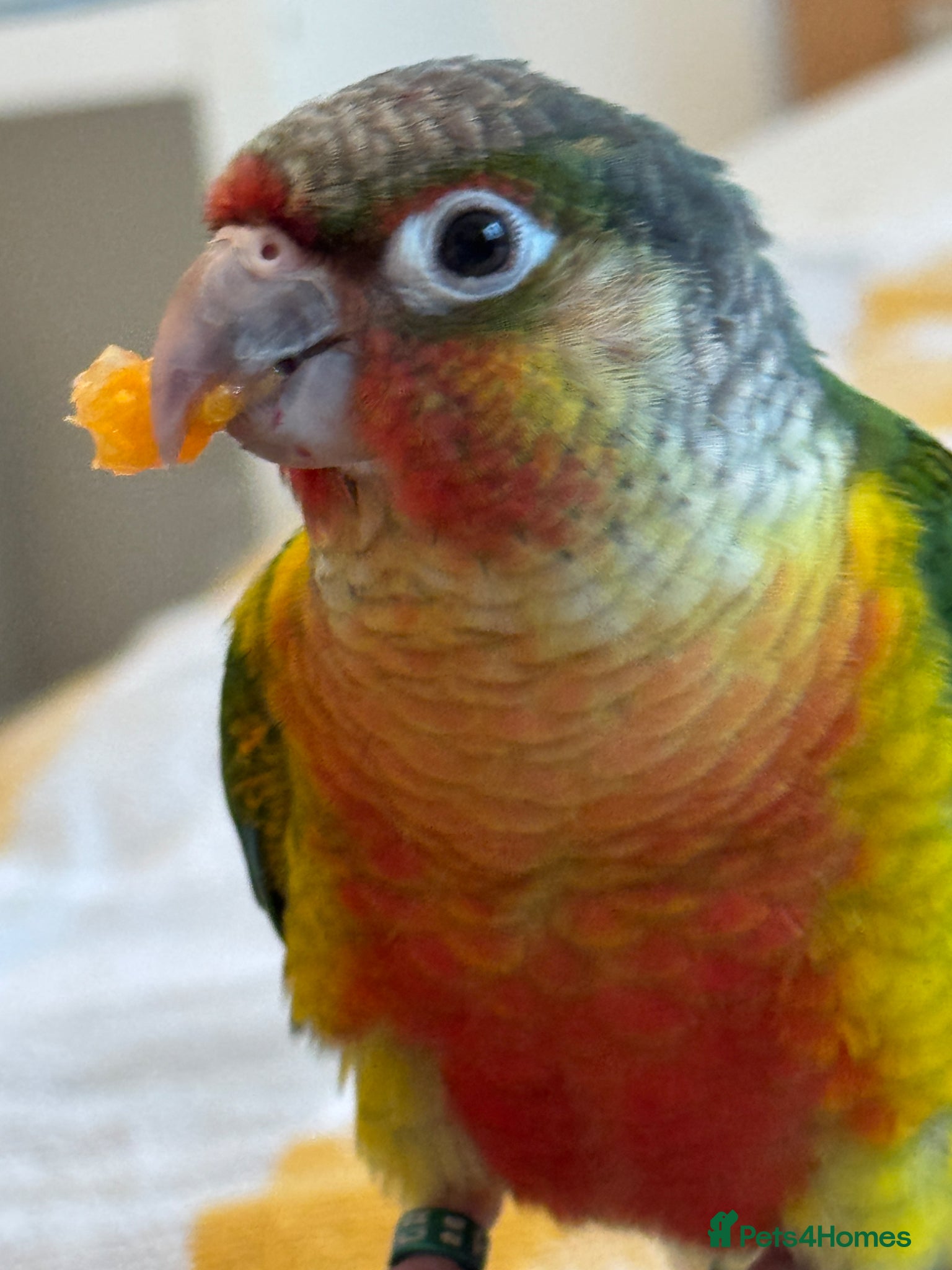 Conures birds Baby Green Cheek Conure and Brand New Cage - Advert 1