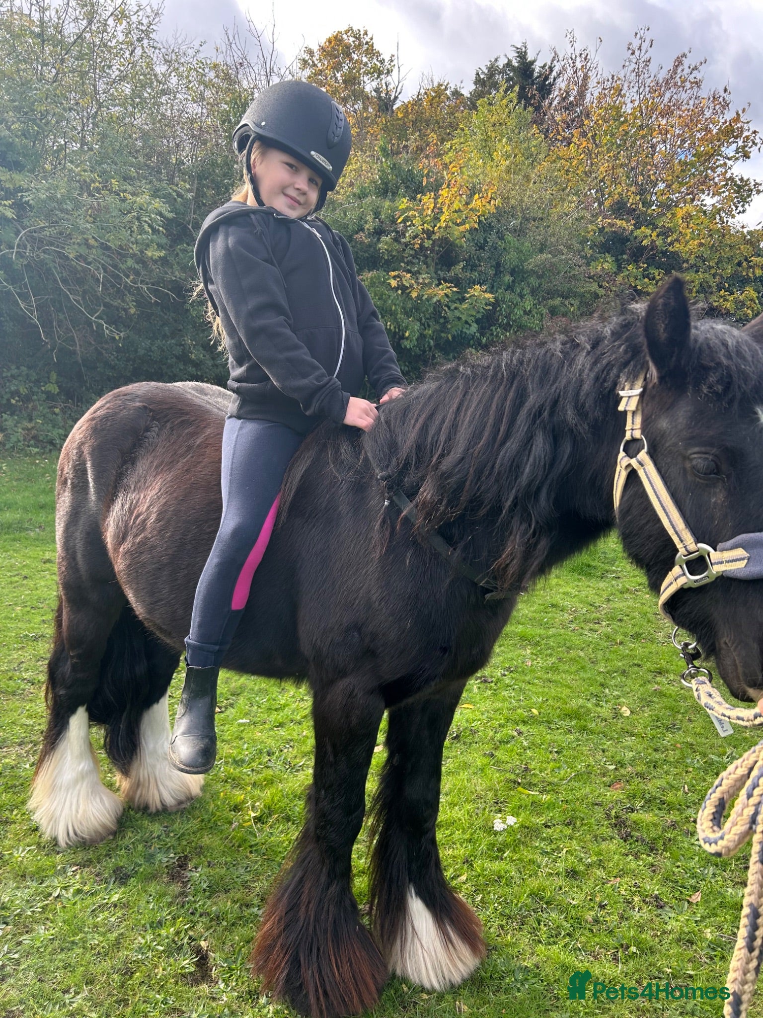 Irish Cob horses Ride and drive 12.2 cob - Advert 2