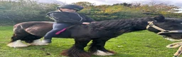 Irish Cob horses for sale: Ride and drive 12.2 cob - Advert 2