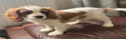 Cavalier King Charles Spaniel dogs for sale: Very active and super sweet boy is ready to go - Advert 1