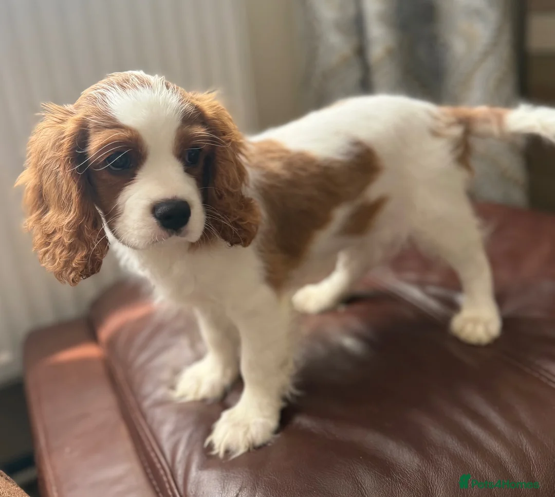 Cavalier King Charles Spaniel dogs for sale: Very active and super sweet boy is ready to go - Advert 1