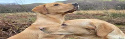 Labrador Retriever dogs for stud: Proven Working Labrador Retriever for Stud in Aberystwyth - Advert 7