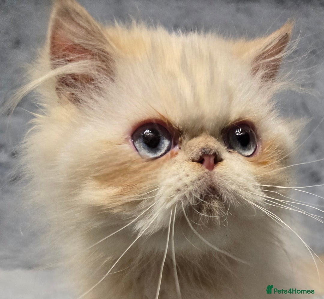 Persian cats for stud: GCCF REGISTERED PERSIAN STUD CHAMPION LINES PROVEN in London - Image 23